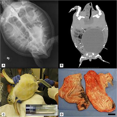 Diagnosis and Surgical Management of a Paratesticular Cyst in a Rehabilitating Juvenile Male Green Turtle (Chelonia mydas)